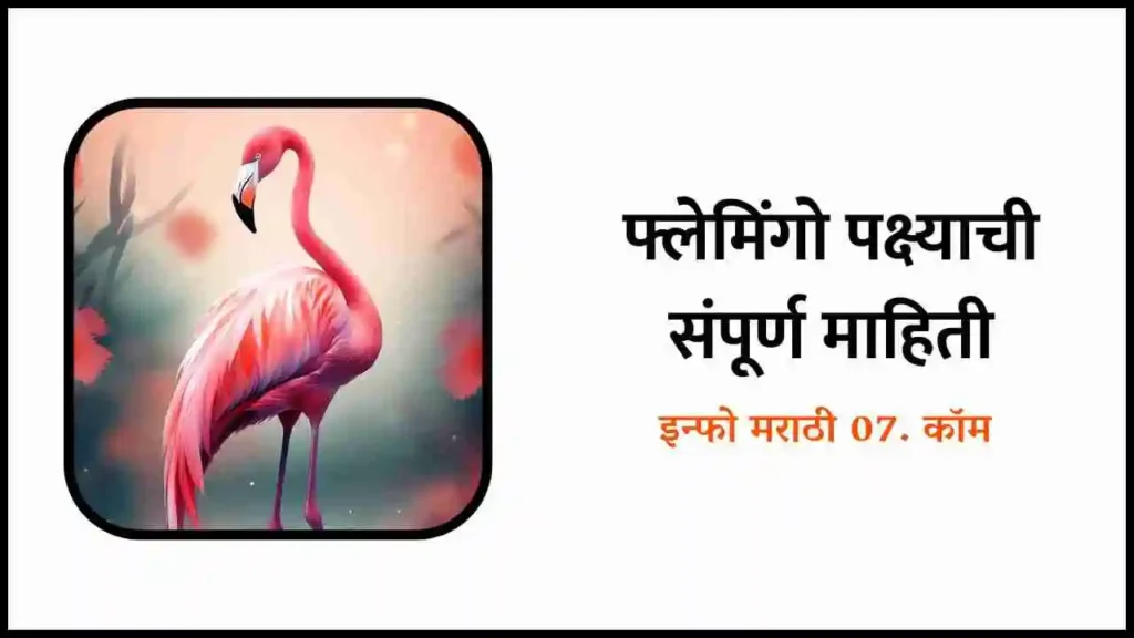 Flamingo Bird information in Marathi