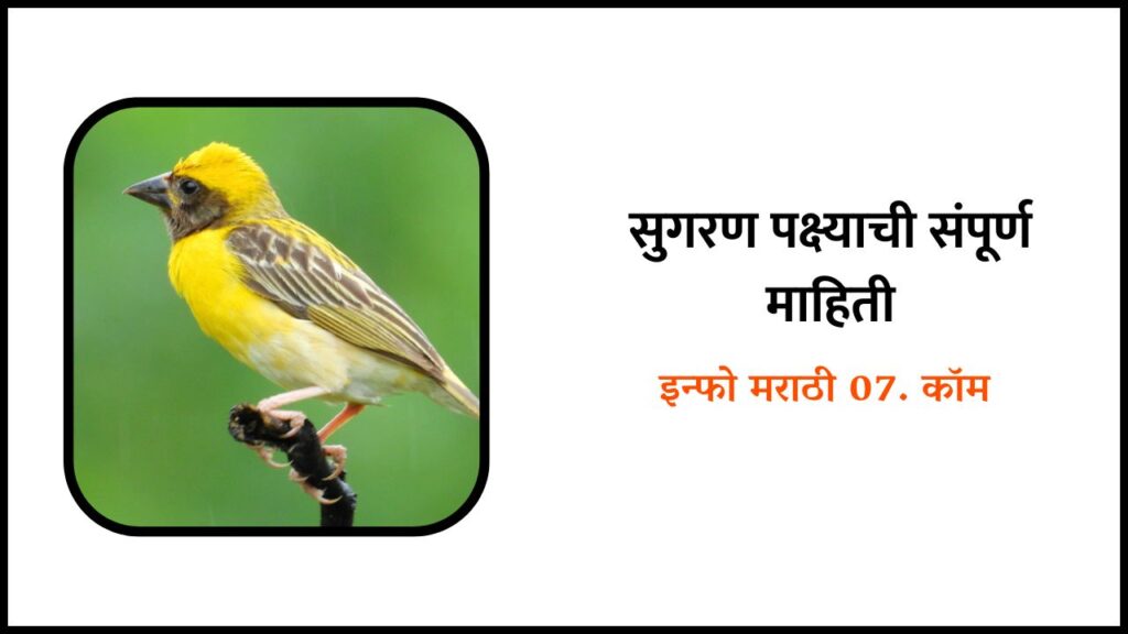 Sugran Bird Information in Marathi