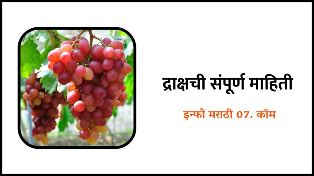 Grapes Fruit Information In Marathi