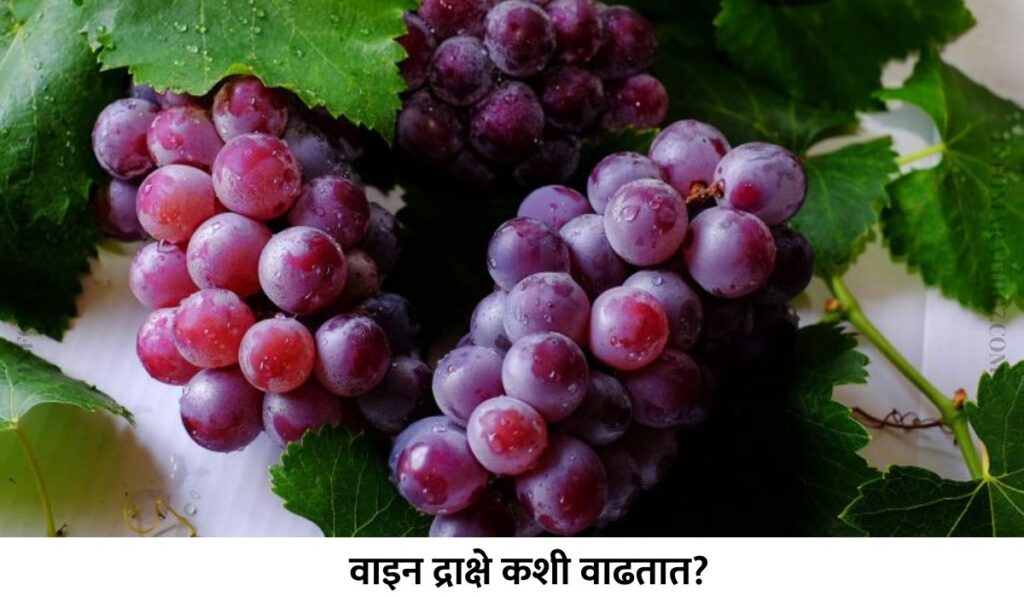 How Do Wine Grapes Grow in Marathi