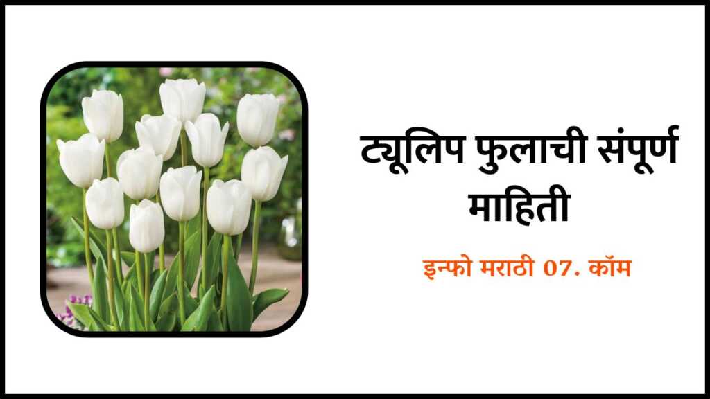 Tulip Flower information in Marathi