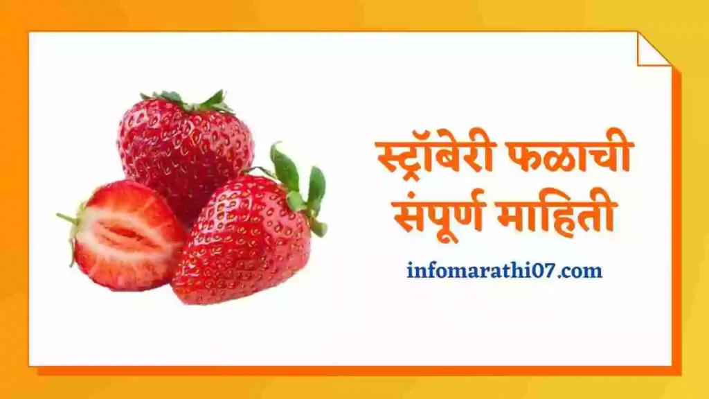 Strawberry Information in Marathi