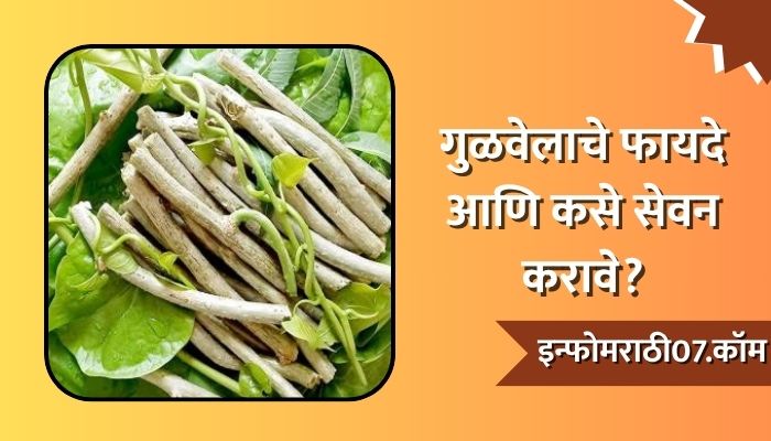 Gulvel Benefits In Marathi