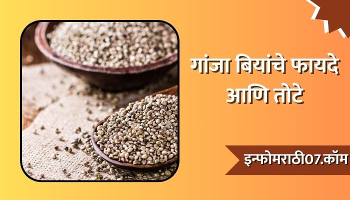 Hemp Seeds  in Marathi