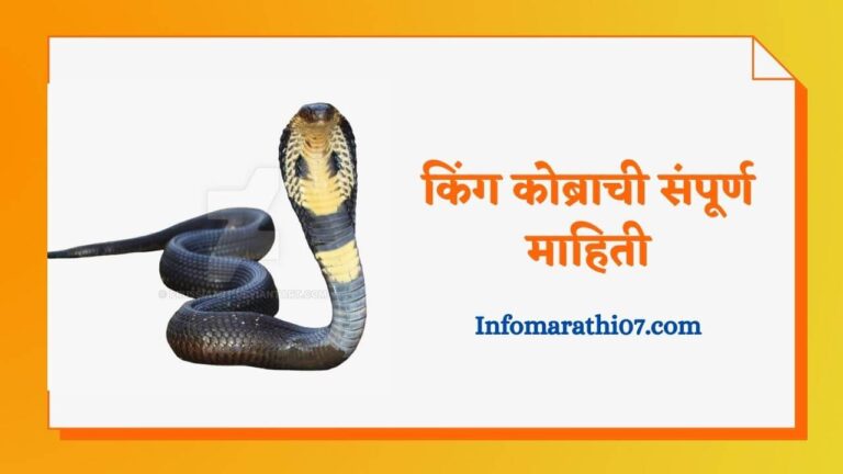 King Cobra information in Marathi