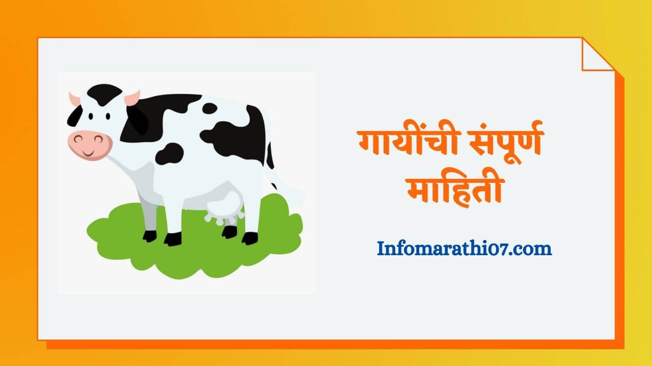 Cow information in Marathi