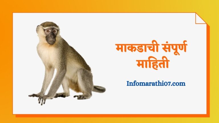 Monkey information in Marathi