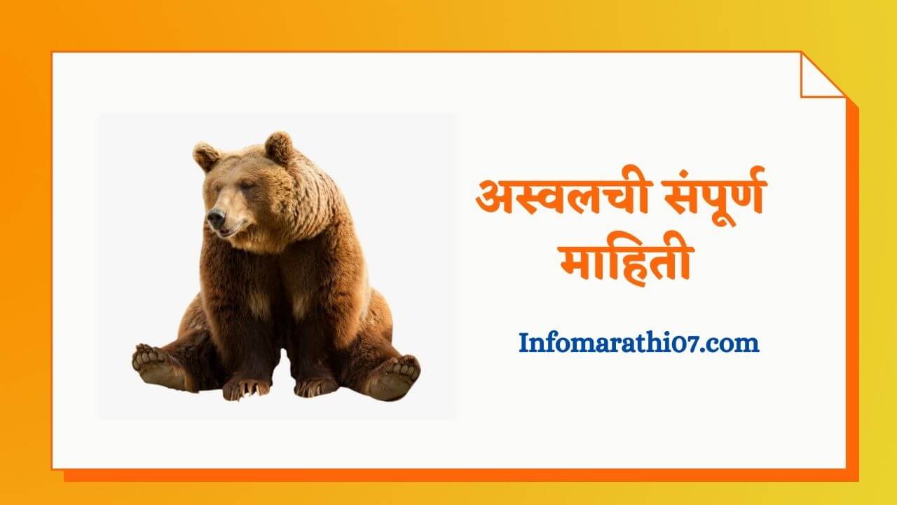 Bear information in marathi