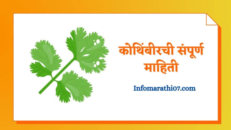 Coriander In Marathi