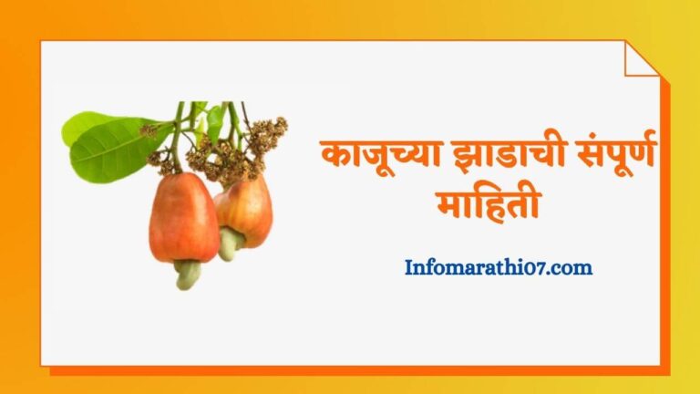 Kaju tree information in Marathi