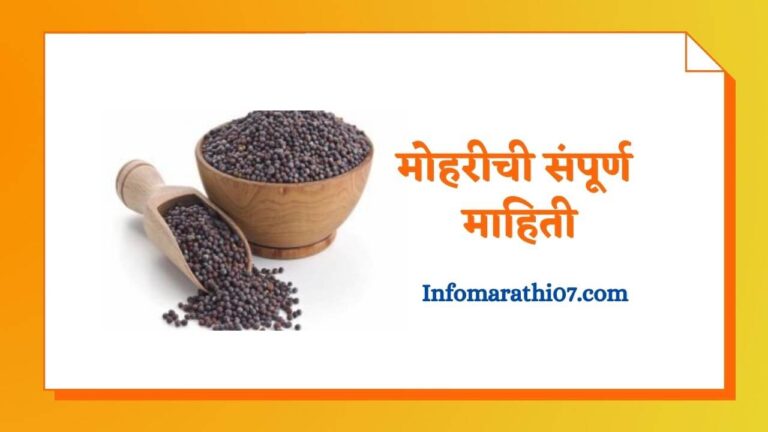 Mustard in Marathi