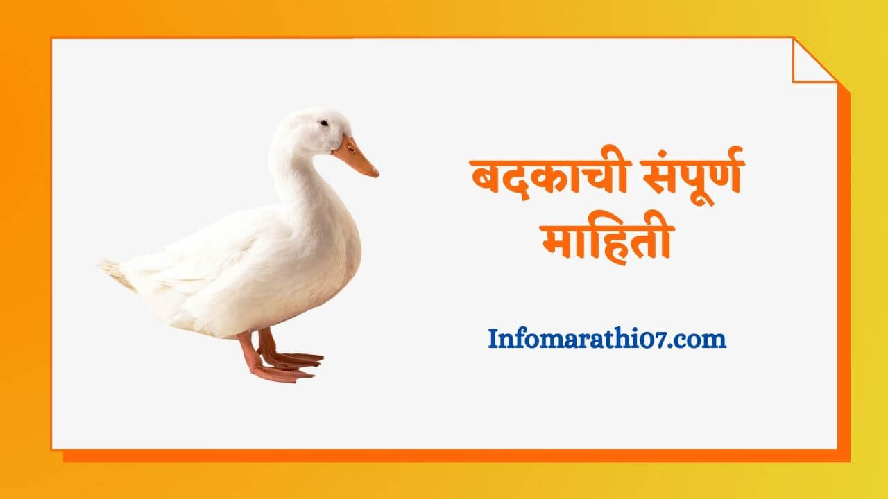 Duck information in Marathi