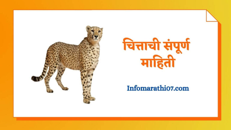 Cheetah information in Marathi