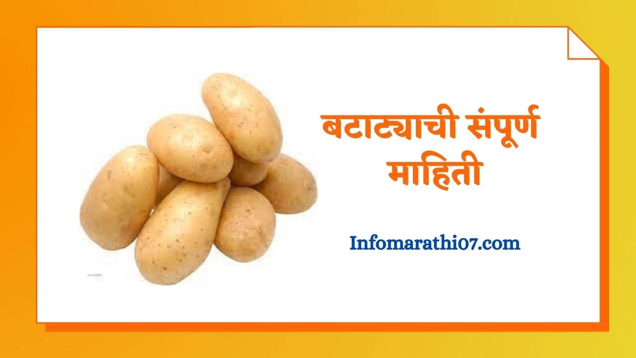 Potato Information in Marathi