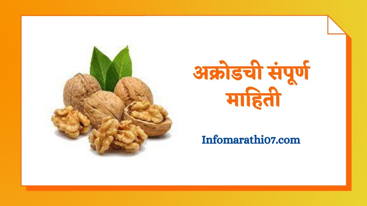 Walnut in Marathi