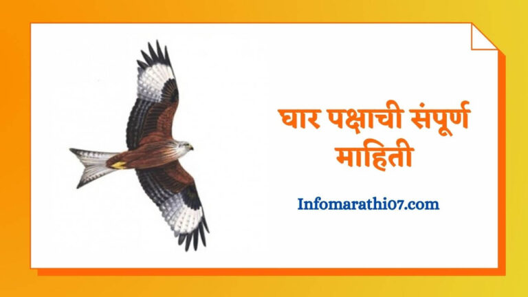 Kite bird information in Marathi