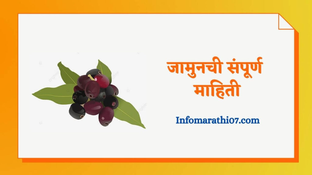 जामुनची संपूर्ण माहिती Jamun Tree information in Marathi