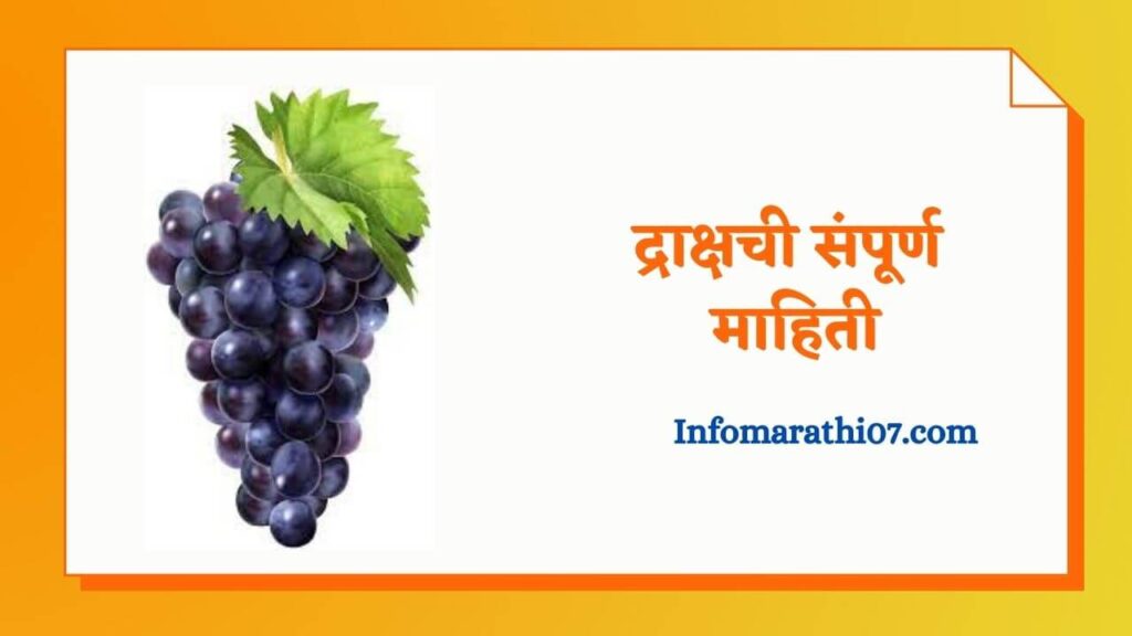 द्राक्षची संपूर्ण माहिती Grapes fruit information in Marathi