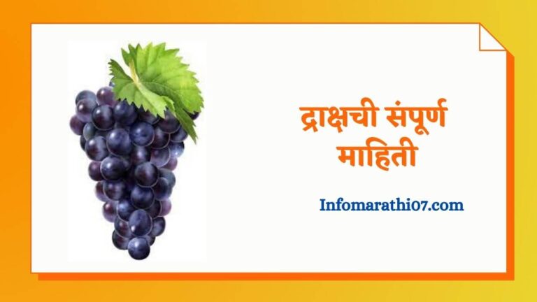 Grapes fruit information in Marathi