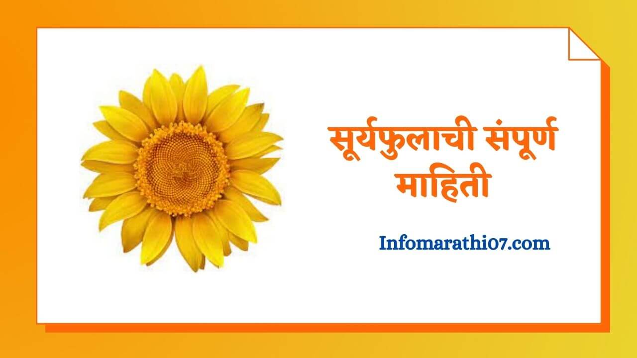 Sunflower information in Marathi