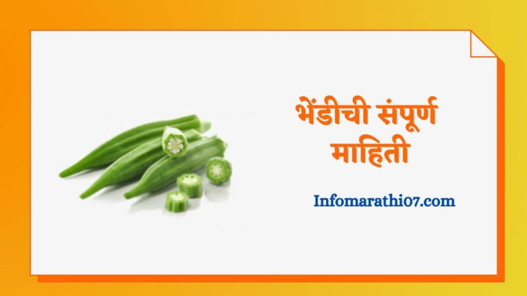 Ladyfinger Information in Marathi