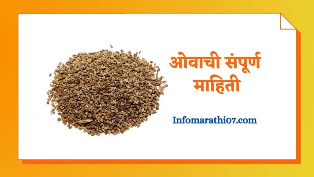 ओवाची संपूर्ण माहिती Ajwain in Marathi