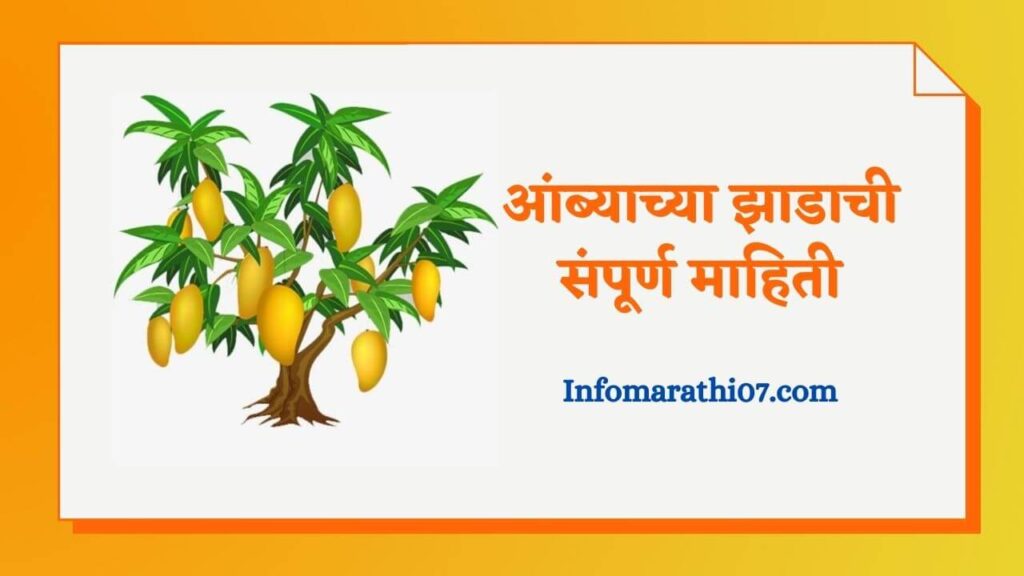 आंब्याच्या झाडाची संपूर्ण माहिती Mango Tree information in Marathi