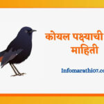 Koyal bird information in Marathi