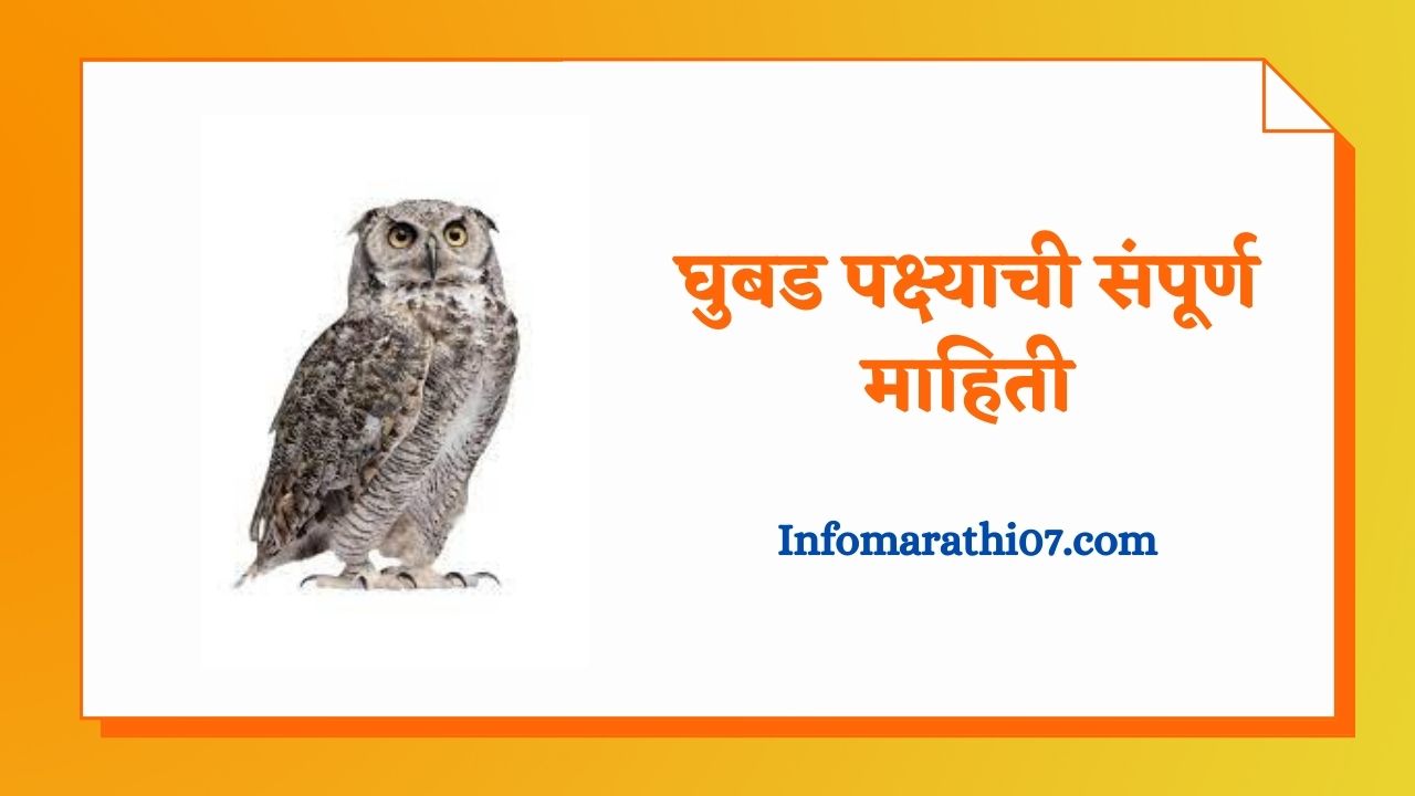 essay on owl bird in marathi