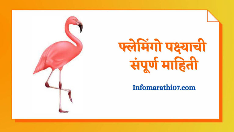 Flamingo bird information in Marathi