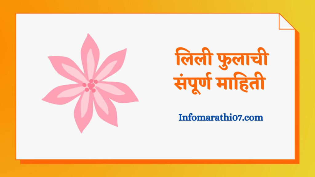 lily-flower-information-in-marathi