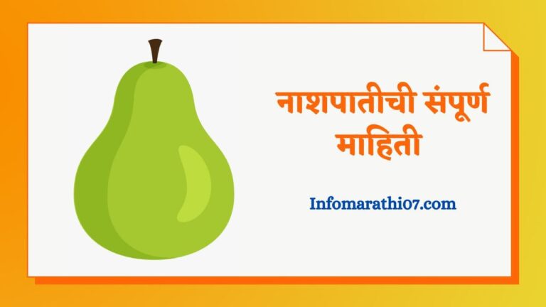 Pear fruit information in Marathi