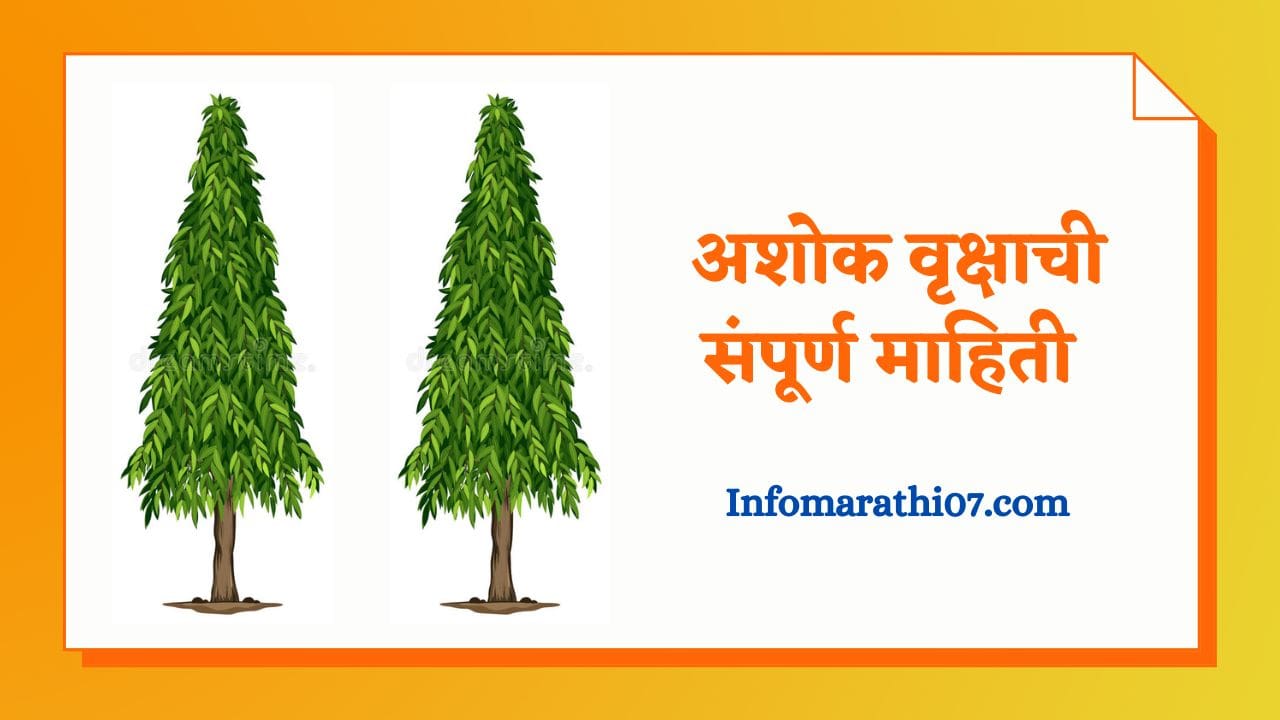 Ashoka tree information in Marathi