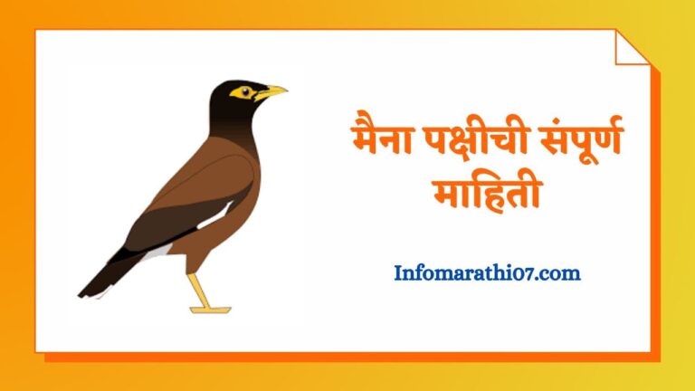 myna-bird-information-in-marathi