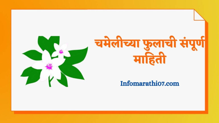 Jasmine Flower Information In Marathi
