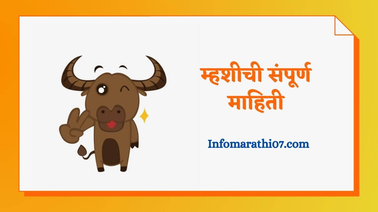 Buffalo information in Marathi