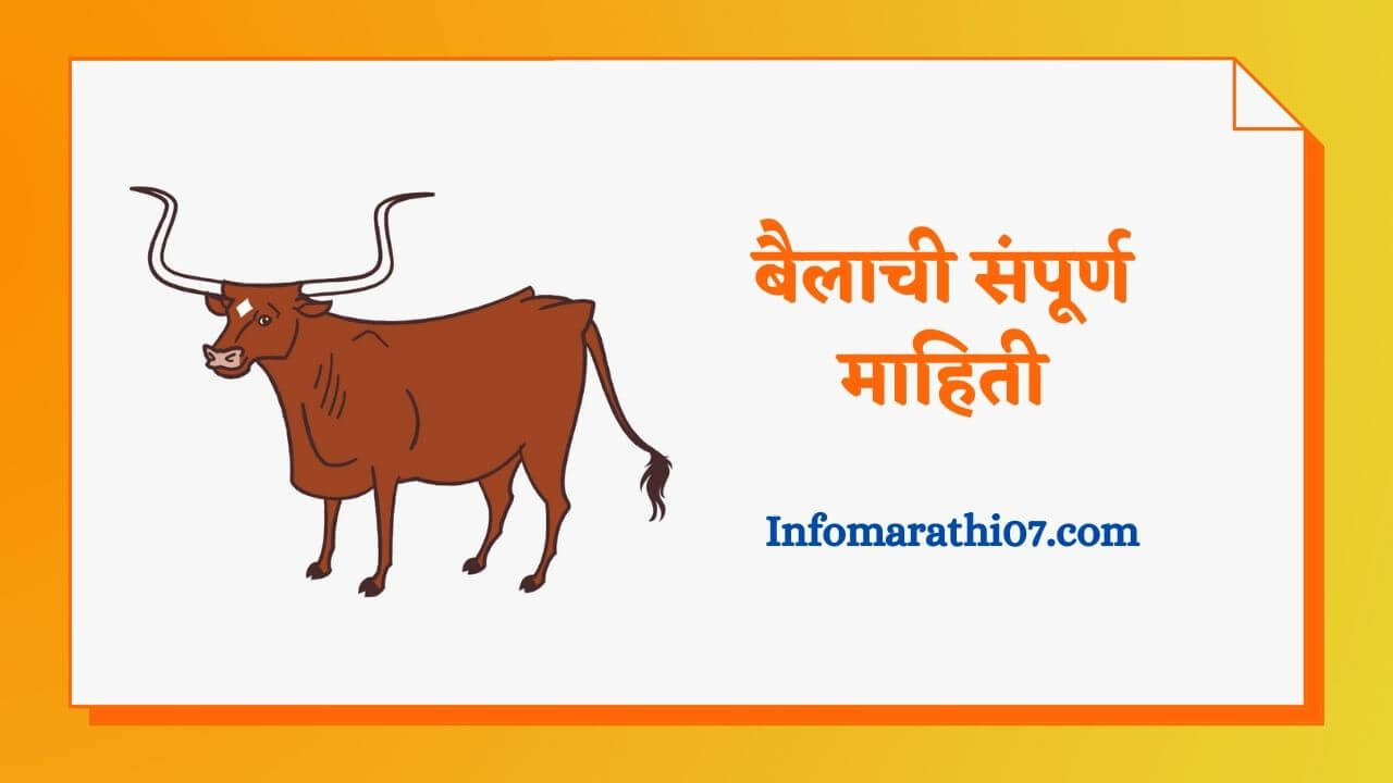 Ox information in Marathi