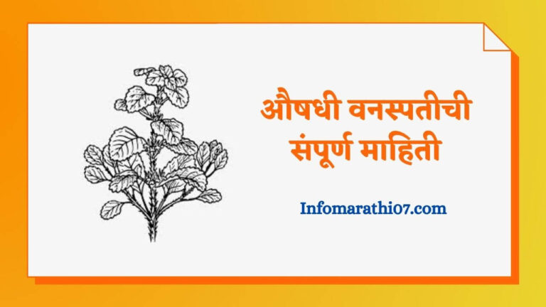 Medicinal Plants Information In Marathi