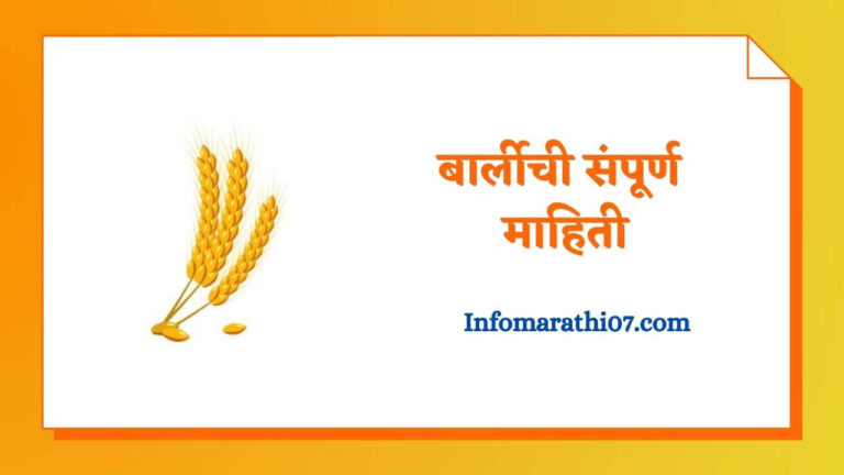 Barley In Marathi