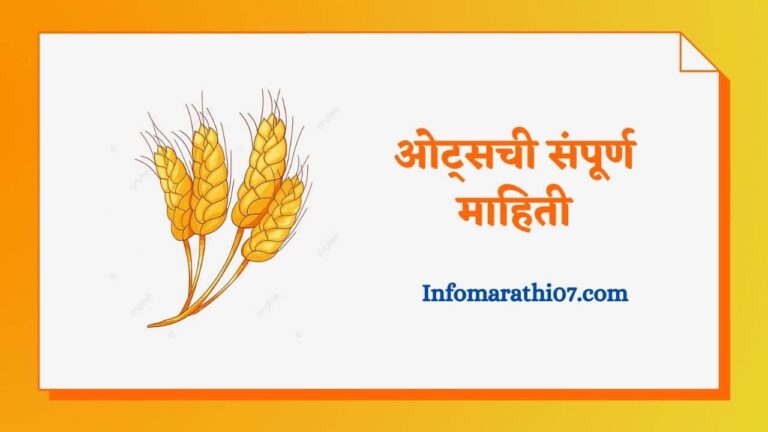 Oats in Marathi
