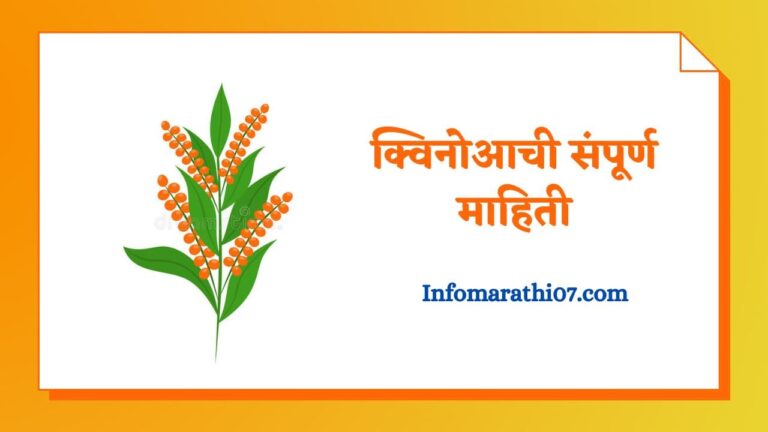 Quinoa in Marathi
