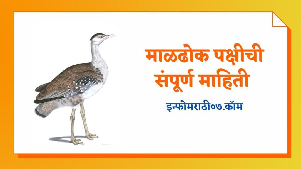 Maldhok Pakshi (Bird) Information in Marathi