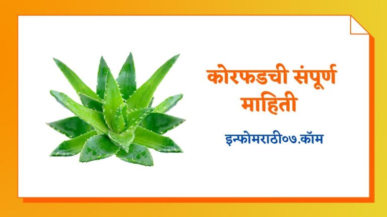 Aloe Vera Information in Marathi