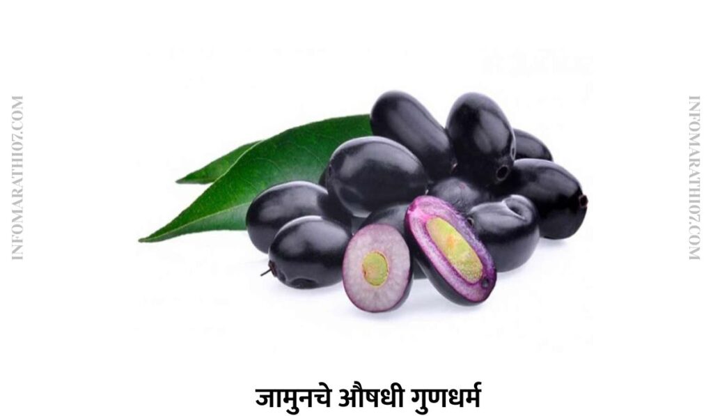 जामुनचे औषधी गुणधर्म