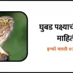 Owl information in Marathi