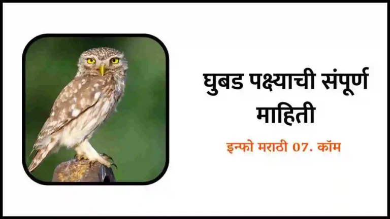 Owl information in Marathi
