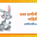 Rabbit Information in Marathi