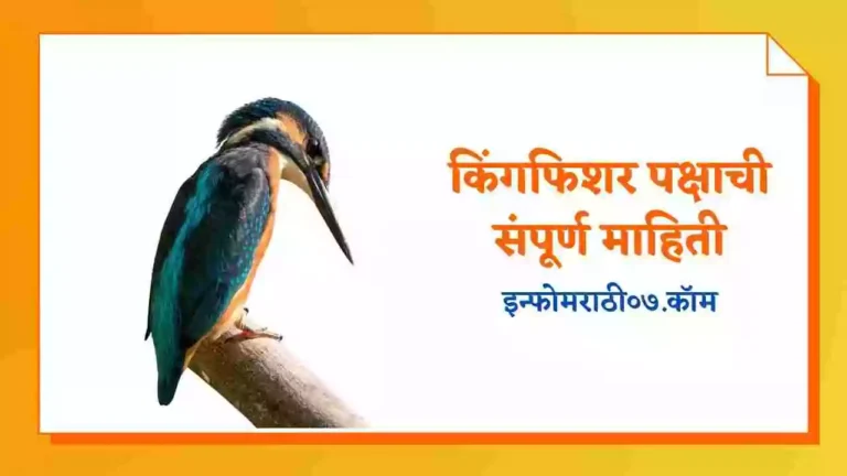 Kingfisher Information in Marathi