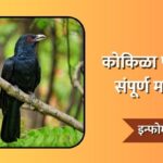Kokila Bird Information in Marathi