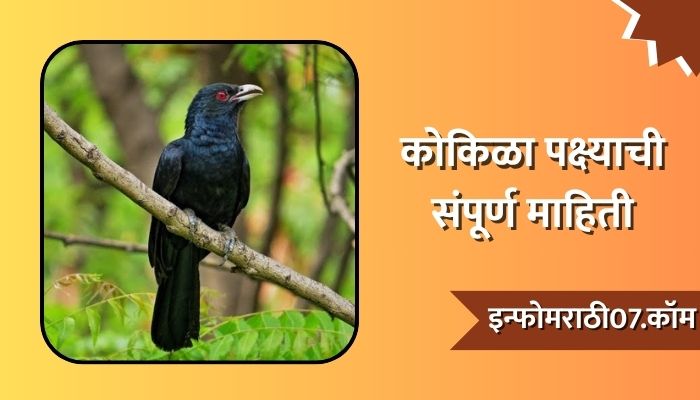 Kokila Bird Information in Marathi